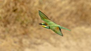 Merops apiaster - Guêpier d'Europe - Les Africains - European Bee-eater (ang) - Abejaruco Europeo (sp)