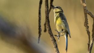 Cyanistes caeruleus - Mésange bleue - Eurasian Blue Tit (ang) - Herrerillo común (sp)