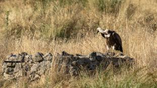 Gyps fulvus - Vautour fauve - Griffon Vulture (ang) - Buitre leonado (sp)