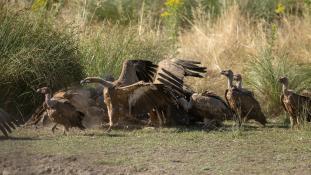 Gyps fulvus - Vautour fauve - Griffon Vulture (ang) - Buitre leonado (sp)