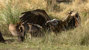Gyps fulvus - Vautour fauve - Griffon Vulture (ang) - Buitre leonado (sp)