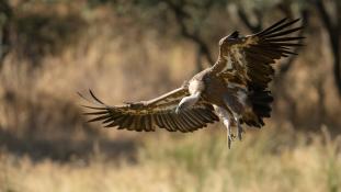 Gyps fulvus - Vautour fauve - Griffon Vulture (ang) - Buitre leonado (sp)