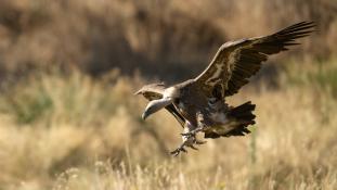 Gyps fulvus - Vautour fauve - Griffon Vulture (ang) - Buitre leonado (sp)
