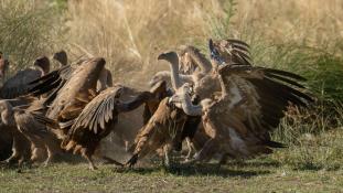 Gyps fulvus - Vautour fauve - Griffon Vulture (ang) - Buitre leonado (sp)