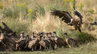 Gyps fulvus - Vautour fauve - Griffon Vulture (ang) - Buitre leonado (sp)