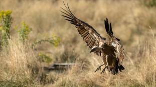 Gyps fulvus - Vautour fauve - Griffon Vulture (ang) - Buitre leonado (sp)