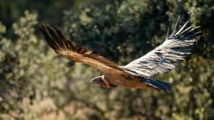Gyps fulvus - Vautour fauve - Griffon Vulture (ang) - Buitre leonado (sp)