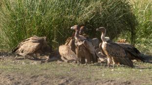 Gyps fulvus - Vautour fauve - Griffon Vulture (ang) - Buitre leonado (sp)