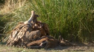 Gyps fulvus - Vautour fauve - Griffon Vulture (ang) - Buitre leonado (sp)