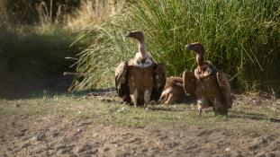 Gyps fulvus - Vautour fauve - Griffon Vulture (ang) - Buitre leonado (sp)