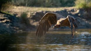 Gyps fulvus - Vautour fauve - Griffon Vulture (ang) - Buitre leonado (sp)
