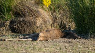 Cervus elaphus - Cerf élaphe - Red deer (ang) - Ciervo común (sp)