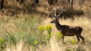 Cervus elaphus - Cerf élaphe - Red deer (ang) - Ciervo común (sp)