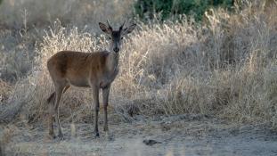 Cervus elaphus - Cerf élaphe - Red deer (ang) - Ciervo común (sp)