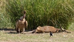 Gyps fulvus - Vautour fauve - Griffon Vulture (ang) - Buitre leonado (sp)