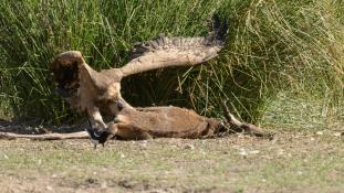 Gyps fulvus - Vautour fauve - Griffon Vulture (ang) - Buitre leonado (sp)