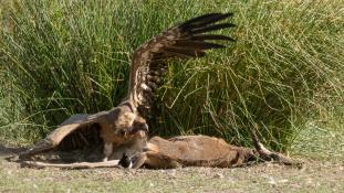Gyps fulvus - Vautour fauve - Griffon Vulture (ang) - Buitre leonado (sp)