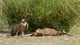 Gyps fulvus - Vautour fauve - Griffon Vulture (ang) - Buitre leonado (sp)