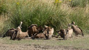 Gyps fulvus - Vautour fauve - Griffon Vulture (ang) - Buitre leonado (sp)