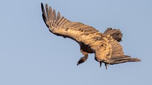 Gyps fulvus - Vautour fauve - Griffon Vulture (ang) - Buitre leonado (sp)