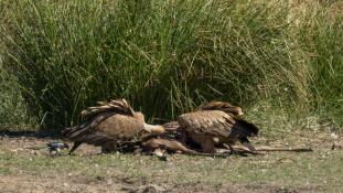 Gyps fulvus - Vautour fauve - Griffon Vulture (ang) - Buitre leonado (sp)