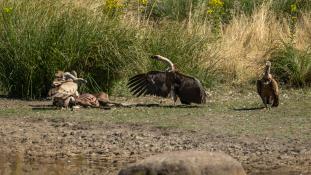 Gyps fulvus - Vautour fauve - Griffon Vulture (ang) - Buitre leonado (sp)