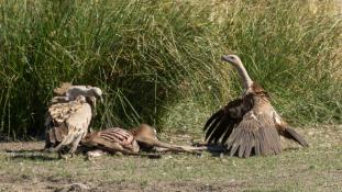 Gyps fulvus - Vautour fauve - Griffon Vulture (ang) - Buitre leonado (sp)