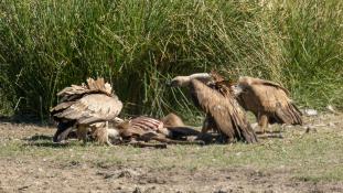 Gyps fulvus - Vautour fauve - Griffon Vulture (ang) - Buitre leonado (sp)