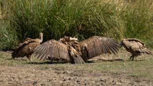 Gyps fulvus - Vautour fauve - Griffon Vulture (ang) - Buitre leonado (sp)
