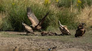 Gyps fulvus - Vautour fauve - Griffon Vulture (ang) - Buitre leonado (sp)