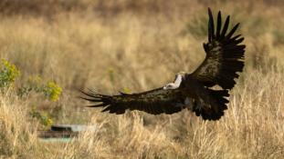 Gyps fulvus - Vautour fauve - Griffon Vulture (ang) - Buitre leonado (sp)