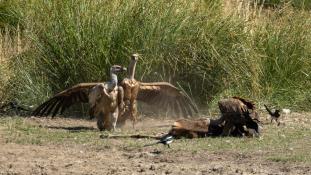 Gyps fulvus - Vautour fauve - Griffon Vulture (ang) - Buitre leonado (sp)