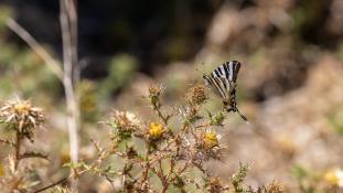Iphiclides podalirius - Flambé - Scarce swallowtail (ang) - Podalirio (sp)