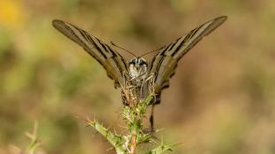 Iphiclides podalirius - Flambé - Scarce swallowtail (ang) - Podalirio (sp)