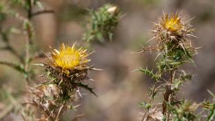 ND-Carlina hispanica - Carline d'Espagne - Spanish Carline Thistle (ang) - Cabeza de pollo (sp)