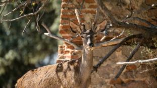 Cervus elaphus - Cerf élaphe - Red deer (ang) - Ciervo común (sp)