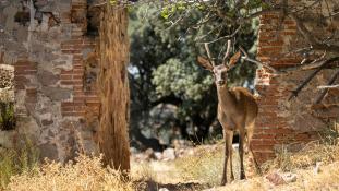 Cervus elaphus - Cerf élaphe - Red deer (ang) - Ciervo común (sp)