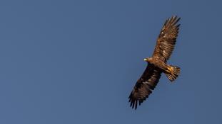 Aquila chrysaetos - Aigle royal - Golden eagle (ang) - Águila real (sp)