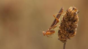 ND-Ameles spallanzania - Mante d'Étrurie - European dwarf mantis (ang)