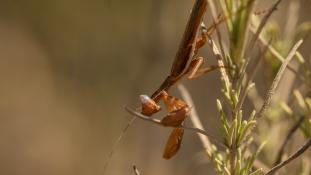 ND-Ameles spallanzania - Mante d'Étrurie - European dwarf mantis (ang)