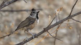 Lophophanes cristatus - Mésange huppée - Crested Tit (ang) - Herrerillo capuchino (sp)