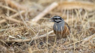 Emberiza cia - Bruant fou - Rock bunting (ang) - Escribano Montesino (sp)