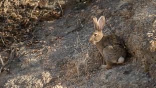 Oryctolagus cuniculus - Lapin de garenne - Lapin commun - European rabbit (ang) - Conejo europeo (sp)