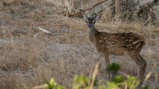 Cervus elaphus - Cerf élaphe - Red deer (ang) - Ciervo común (sp)