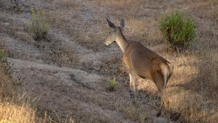Cervus elaphus - Cerf élaphe - Red deer (ang) - Ciervo común (sp)