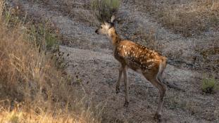 Cervus elaphus - Cerf élaphe - Red deer (ang) - Ciervo común (sp)