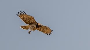Circaetus gallicus - Circaète Jean-le-Blanc - Short-toed Snake Eagle (ang) - Culebrera Europea (sp)