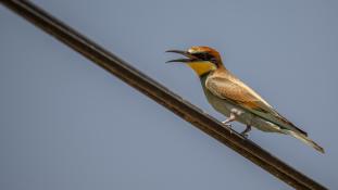 Merops apiaster - Guêpier d'Europe - Les Africains - European Bee-eater (ang) - Abejaruco Europeo (sp)