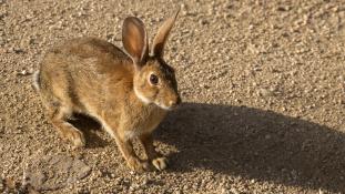 Oryctolagus cuniculus - Lapin de garenne - Lapin commun - European rabbit (ang) - Conejo europeo (sp)