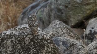 Athene noctua - Chouette chevêche - Chevêche d'Athéna - Little Owl (ang) - Mochuelo Europeo (sp)